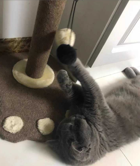 沙发维修市场:猫咪抓窗帘和沙发,有哪些值得推荐的沙发养护方法? 沙发维修市场:猫咪抓窗帘和沙发,有哪些值得推荐的沙发养护方法?